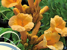 Trubač kořenující 'Flava' - Campsis radicans 'Flava'