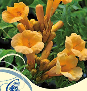 Trubač kořenující 'Flava'