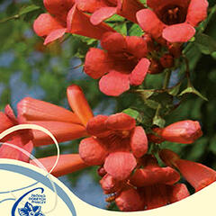 Trubač kořenující 'Flamenco' - Campsis radicans 'Flamenco'