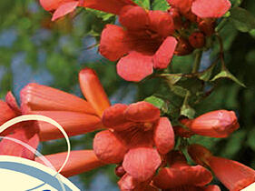 Trubač kořenující 'Flamenco' - Campsis radicans 'Flamenco'