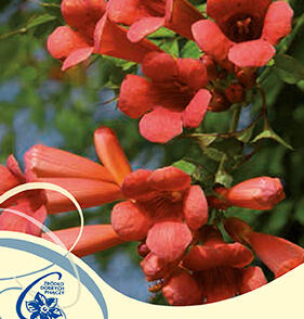 Trubač kořenující 'Flamenco'