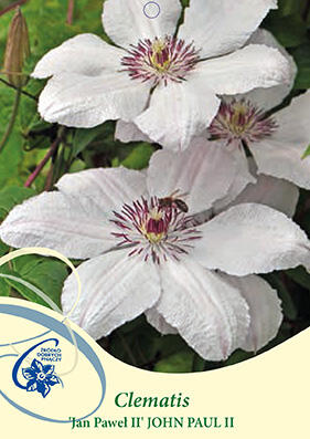 Plamének 'Jan Pawel II' - Clematis 'Jan Pawel II'