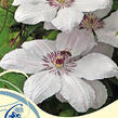 Plamének 'Jan Pawel II' - Clematis 'Jan Pawel II'
