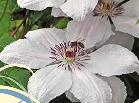 Plamének 'Jan Pawel II' - Clematis 'Jan Pawel II'