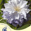 Plamének 'Chalcedony' - Clematis 'Chalcedony'