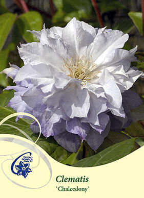 Plamének 'Chalcedony' - Clematis 'Chalcedony'