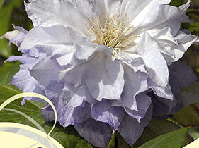 Plamének 'Chalcedony' - Clematis 'Chalcedony'