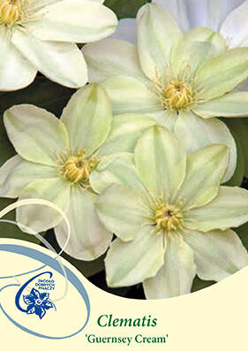 Plamének 'Guernsey Cream' - Clematis 'Guernsey Cream'