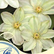 Plamének 'Guernsey Cream' - Clematis 'Guernsey Cream'