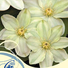 Plamének 'Guernsey Cream' - Clematis 'Guernsey Cream'