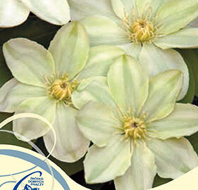 Plamének 'Guernsey Cream' - Clematis 'Guernsey Cream'