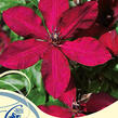 Plamének 'Solidarnosc' - Clematis 'Solidarnosc'