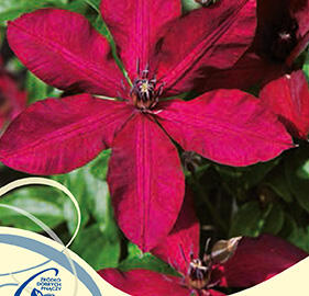 Plamének 'Solidarnosc' - Clematis 'Solidarnosc'