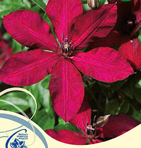 Plamének 'Solidarnosc'