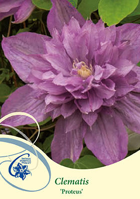 Plamének 'Proteus' - Clematis 'Proteus'