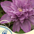 Plamének 'Proteus' - Clematis 'Proteus'
