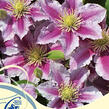 Plamének 'Piilu' - Clematis 'Piilu'