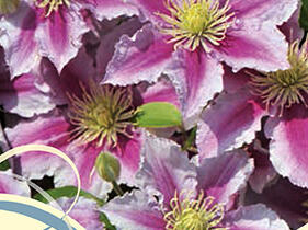 Plamének 'Piilu' - Clematis 'Piilu'
