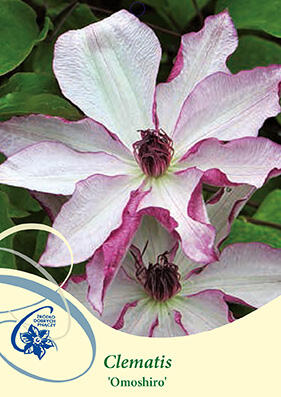 Plamének 'Omoshiro' - Clematis 'Omoshiro'