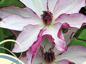 Plamének 'Omoshiro' - Clematis 'Omoshiro'