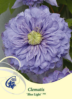 Plamének 'Blue Light' - Clematis 'Blue Light'