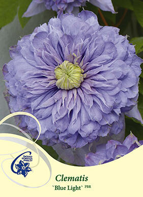 Plamének 'Blue Light' - Clematis 'Blue Light'