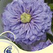 Plamének 'Blue Light' - Clematis 'Blue Light'