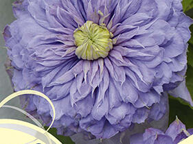 Plamének 'Blue Light' - Clematis 'Blue Light'