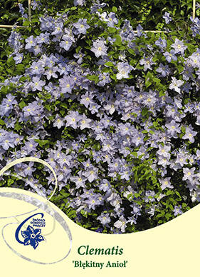 Plamének 'Blue Angel' - Clematis 'Blue Angel'