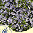 Plamének 'Blue Angel' - Clematis 'Blue Angel'