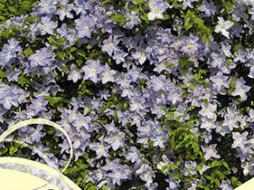 Plamének 'Blue Angel' - Clematis 'Blue Angel'