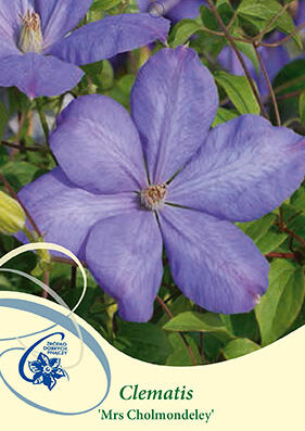 Plamének 'Mrs. Cholmondeley' - Clematis 'Mrs. Cholmondeley'