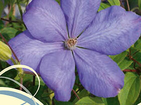 Plamének 'Mrs. Cholmondeley' - Clematis 'Mrs. Cholmondeley'