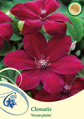 Plamének 'Westerplatte' - Clematis 'Westerplatte'