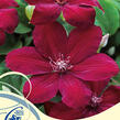 Plamének 'Westerplatte' - Clematis 'Westerplatte'