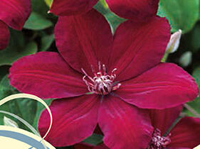 Plamének 'Westerplatte' - Clematis 'Westerplatte'
