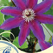 Plamének 'Fireworks' - Clematis 'Fireworks'