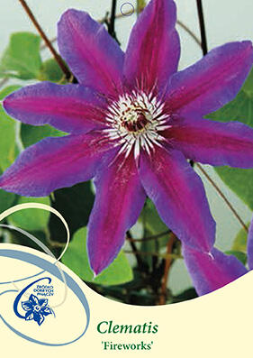 Plamének 'Fireworks' - Clematis 'Fireworks'