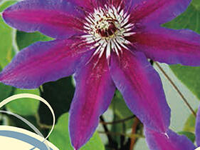 Plamének 'Fireworks' - Clematis 'Fireworks'