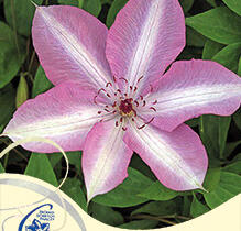 Plamének 'Bieszczady' Earthquake - Clematis 'Bieszczady' Earthquake