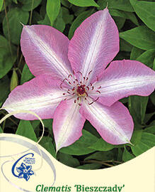 Plamének 'Bieszczady' Earthquake - Clematis 'Bieszczady' Earthquake