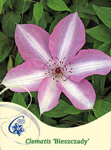 Plamének 'Bieszczady' Earthquake