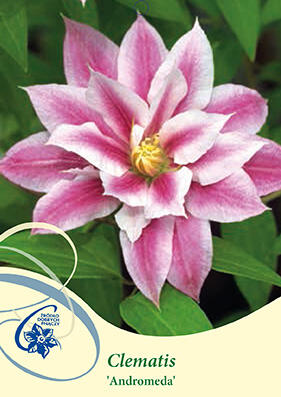 Plamének 'Andromeda' - Clematis 'Andromeda'