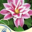 Plamének 'Andromeda' - Clematis 'Andromeda'