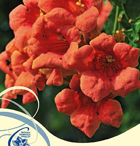 Trubač kořenující 'Urszynów'