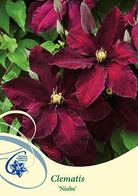 Plamének 'Niobe' - Clematis 'Niobe'