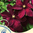 Plamének 'Niobe' - Clematis 'Niobe'