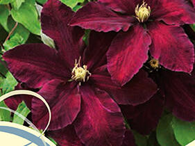 Plamének 'Niobe' - Clematis 'Niobe'