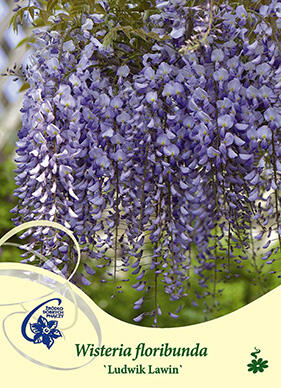 Vistárie květnatá 'Ludwik Lawin' - Wisteria floribunda 'Ludwik Lawin'