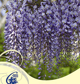 Vistárie květnatá 'Ludwik Lawin'